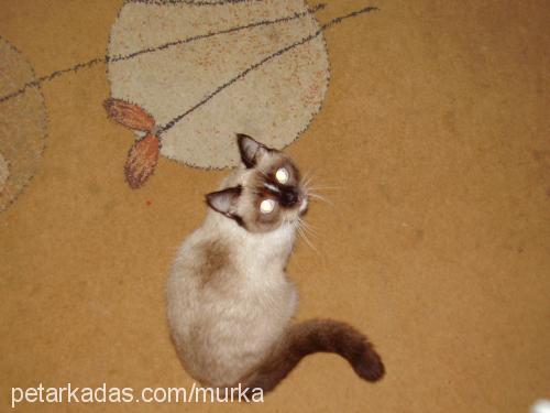 murka Dişi Ragdoll