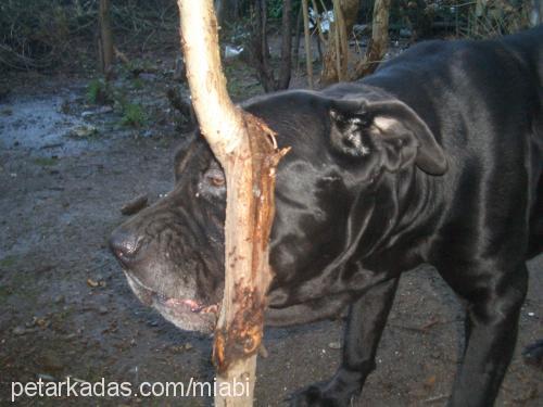 mia Dişi Napoliten Mastiff