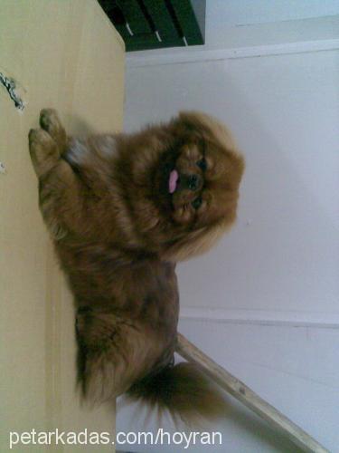 tarık Erkek Pekingese