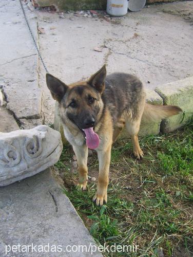 İncir Dişi Alman Çoban Köpeği