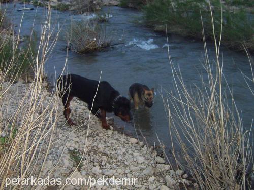 İncir Dişi Alman Çoban Köpeği