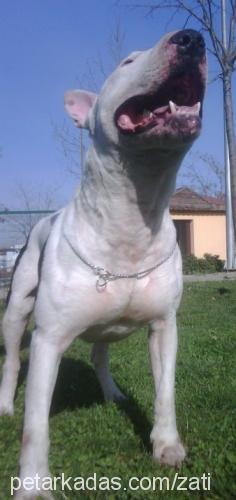 muro Erkek Bull Terrier