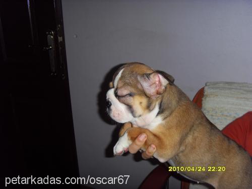 zoi Dişi İngiliz Bulldog