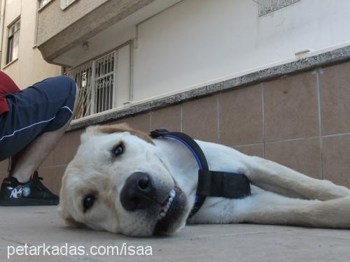 tom Erkek Labrador Retriever