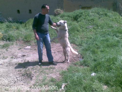 paşa Erkek Sibirya Kurdu (Husky)