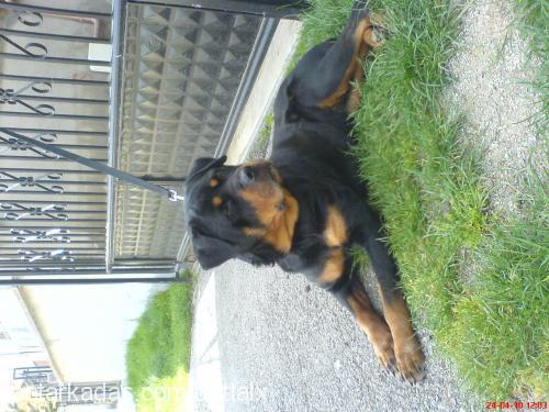 ceyla Dişi Rottweiler