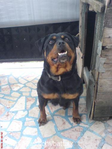 ceyla Dişi Rottweiler