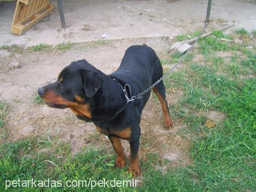 cesur Erkek Rottweiler