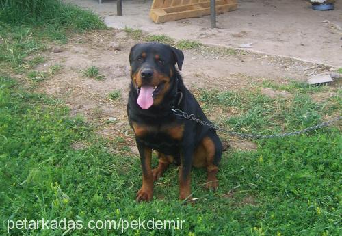 cesur Erkek Rottweiler