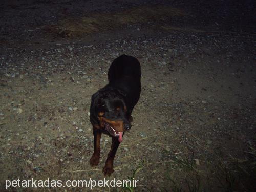 cesur Erkek Rottweiler