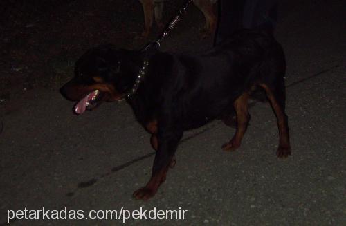 cesur Erkek Rottweiler