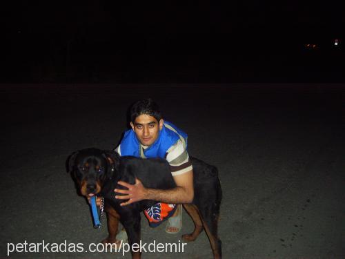 cesur Erkek Rottweiler