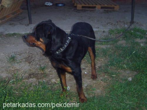 cesur Erkek Rottweiler