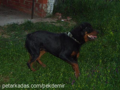 cesur Erkek Rottweiler