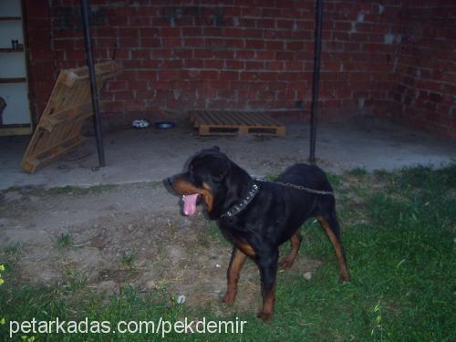 cesur Erkek Rottweiler