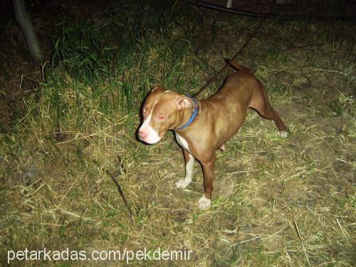 ayze Dişi Amerikan Pitbull Terrier