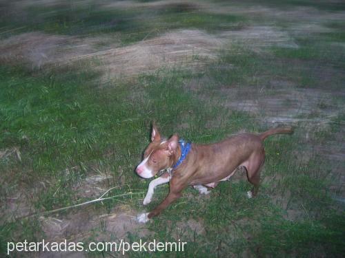 ayze Dişi Amerikan Pitbull Terrier