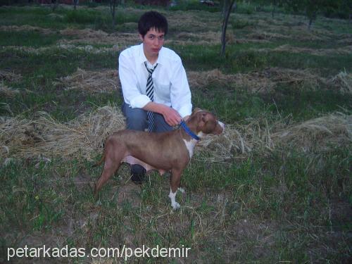 ayze Dişi Amerikan Pitbull Terrier