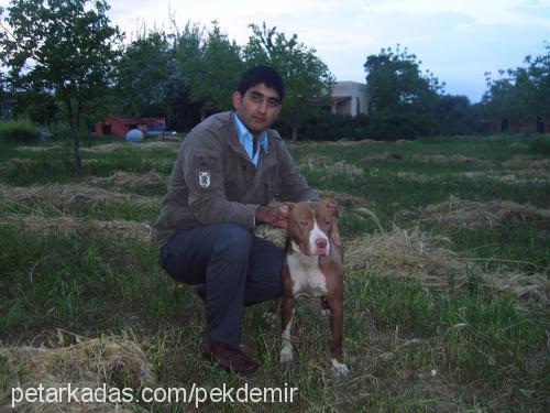 ayze Dişi Amerikan Pitbull Terrier