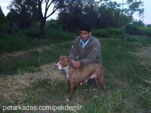 ayze Dişi Amerikan Pitbull Terrier