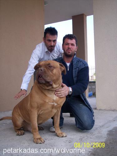 bold Erkek Fransız Mastiff