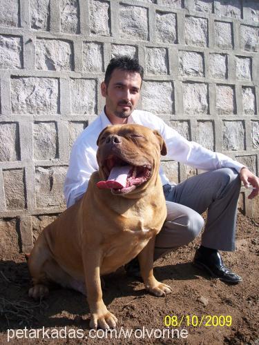 bold Erkek Fransız Mastiff