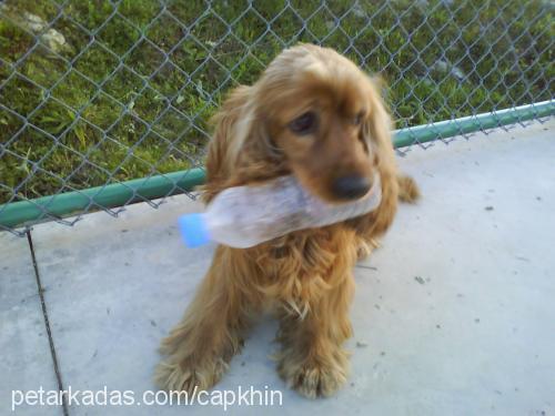 Çapkın Erkek İngiliz Cocker Spaniel