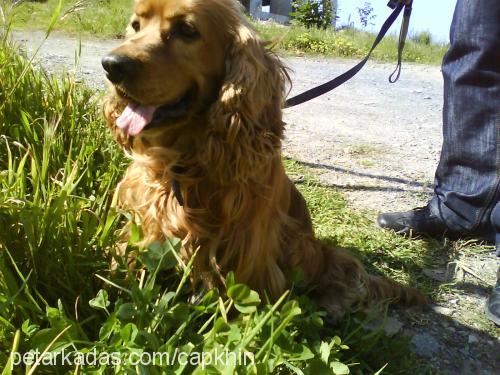 Çapkın Erkek İngiliz Cocker Spaniel