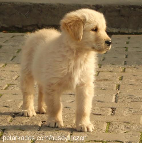 fox Erkek Golden Retriever