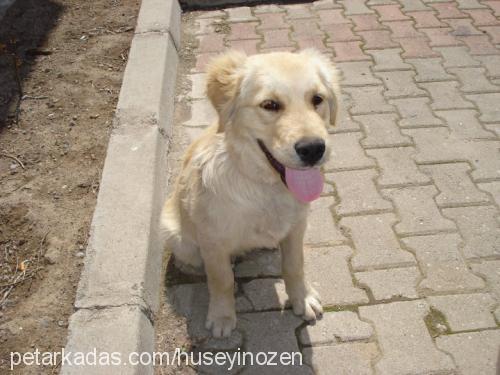 fox Erkek Golden Retriever