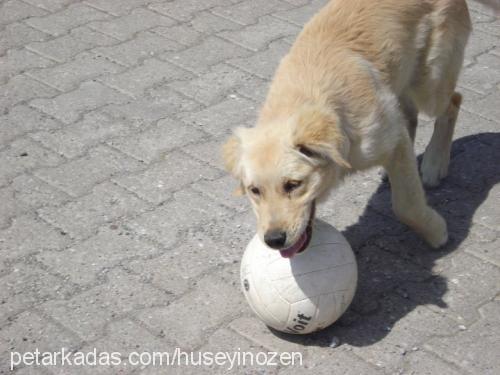 fox Erkek Golden Retriever