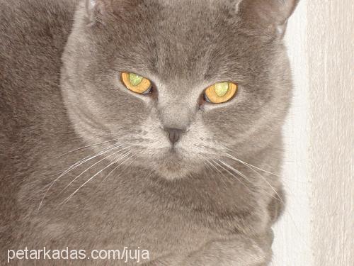 juji Dişi British Shorthair