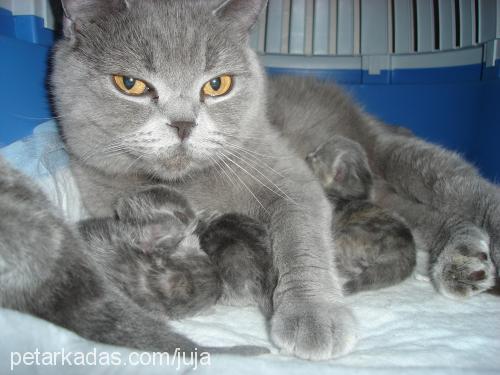 juji Dişi British Shorthair