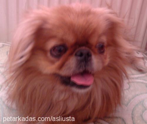 reis Erkek Pekingese