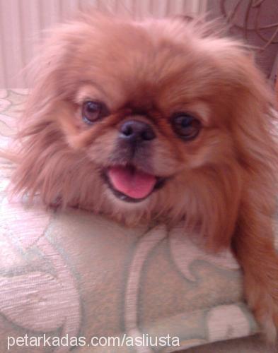 reis Erkek Pekingese