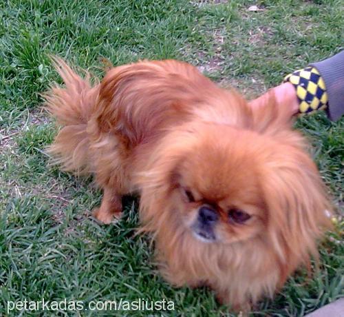 reis Erkek Pekingese