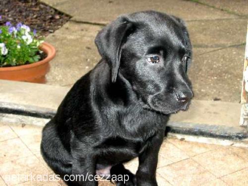 paşa Erkek Labrador Retriever