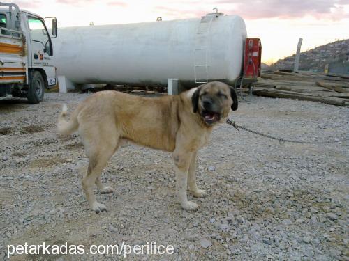 paşa Erkek Kangal