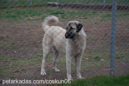 zozy Erkek Kangal