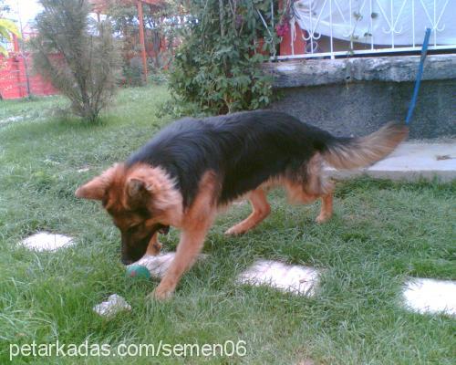 car Erkek Alman Çoban Köpeği