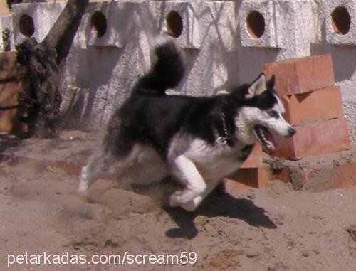 ares Erkek Sibirya Kurdu (Husky)