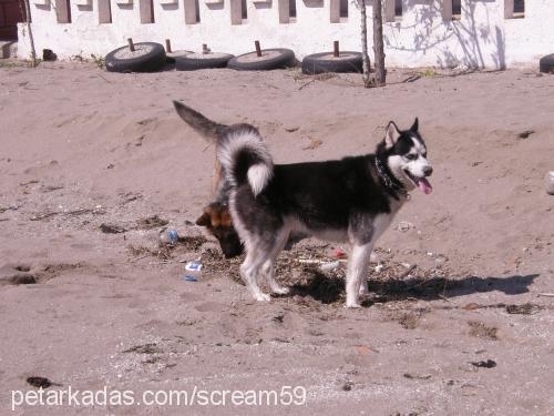 ares Erkek Sibirya Kurdu (Husky)