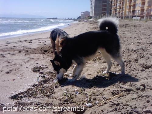 ares Erkek Sibirya Kurdu (Husky)