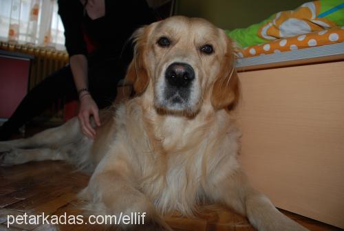 afacan Erkek Golden Retriever