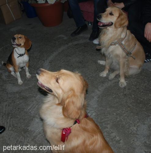 afacan Erkek Golden Retriever