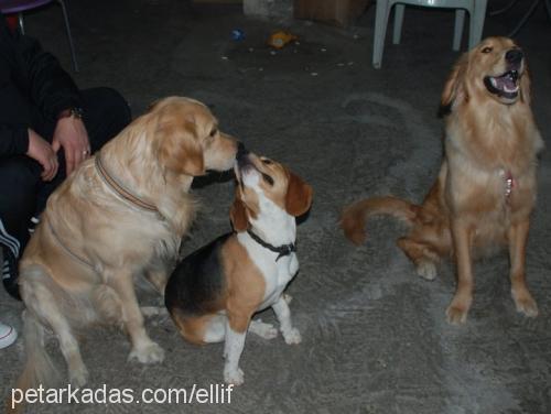 afacan Erkek Golden Retriever