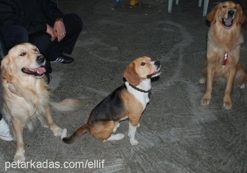 afacan Erkek Golden Retriever