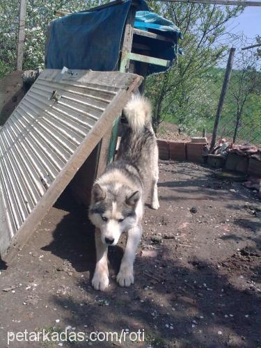 bora Erkek Sibirya Kurdu (Husky)