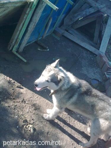 bora Erkek Sibirya Kurdu (Husky)