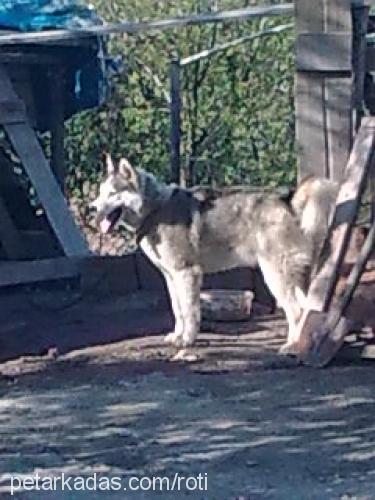 bora Erkek Sibirya Kurdu (Husky)